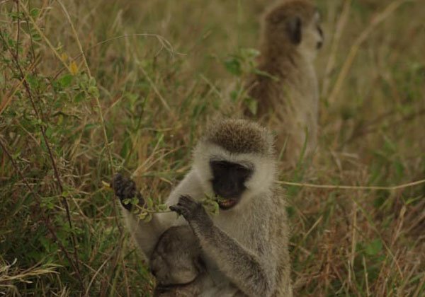 Chagga People Culture