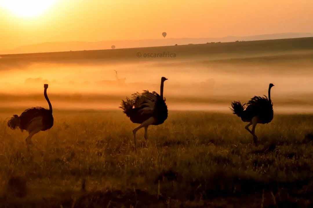 Ngorongoro  National Park tours - Image 2