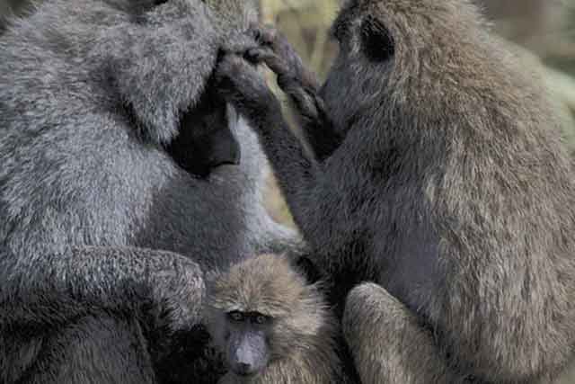 Ngorongoro  National Park tours - Image 2