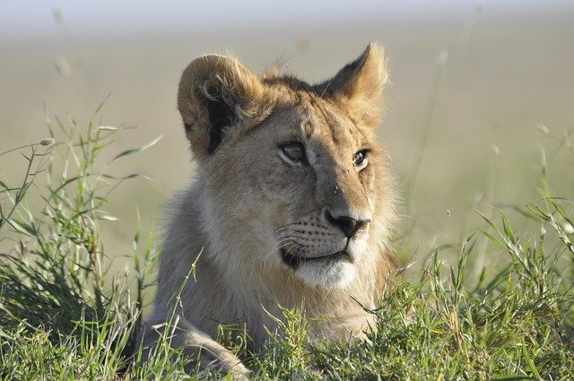Mikumi National Park Safaris - Image 1