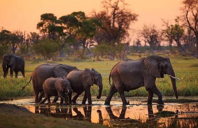 Tarangire National Park Day Tour – A Complete Wildlife Experience