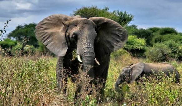 2-Day Tarangire National Park Private Safari