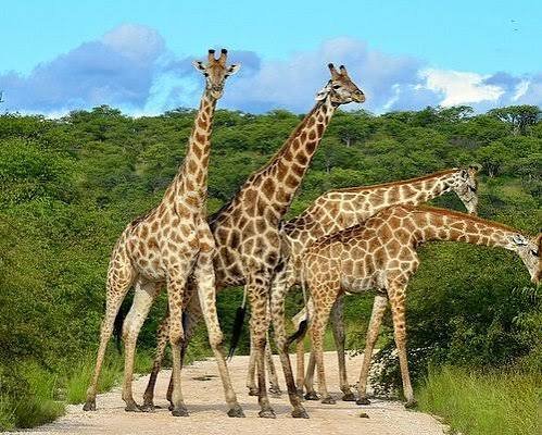 2-Day Tarangire National Park Private Safari - Image 2