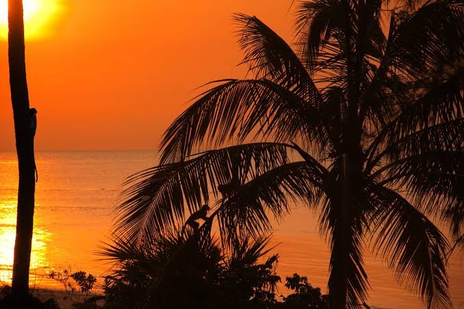 2-Day Saadani Safari – Where the Bush Meets the Beach
