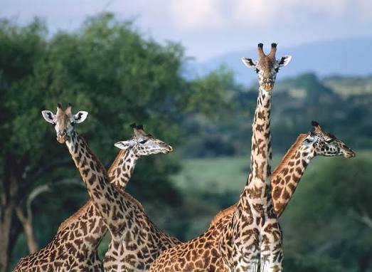 2-Day Saadani Safari – Where the Bush Meets the Beach - Image 2