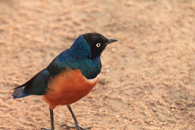 Tarangire & Ngorongoro Crater Safari - Image 2