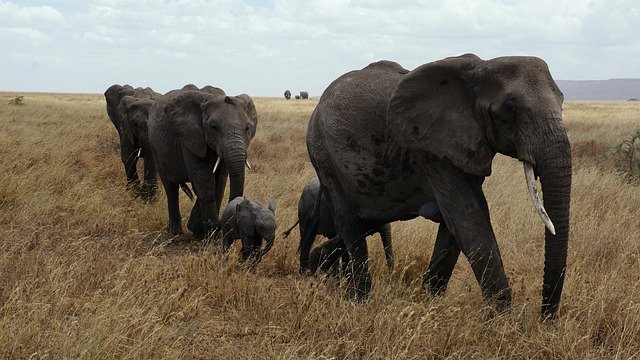 Tarangire & Ngorongoro Crater Safari - Image 2