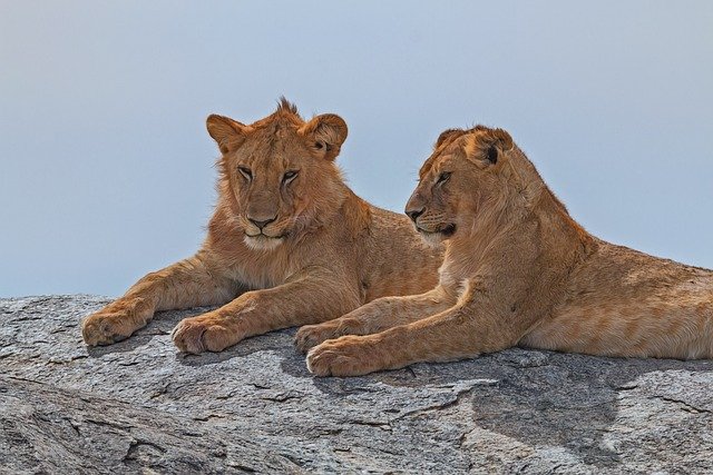 Lake Manyara & Ngorongoro Crater Safari