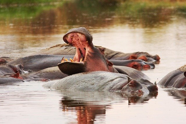 Lake Manyara & Ngorongoro Crater Safari