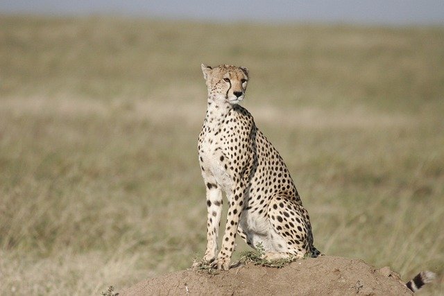 Arusha National Park & Tarangire Safari
