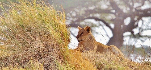 Lake Manyara & Arusha National Park Safari
