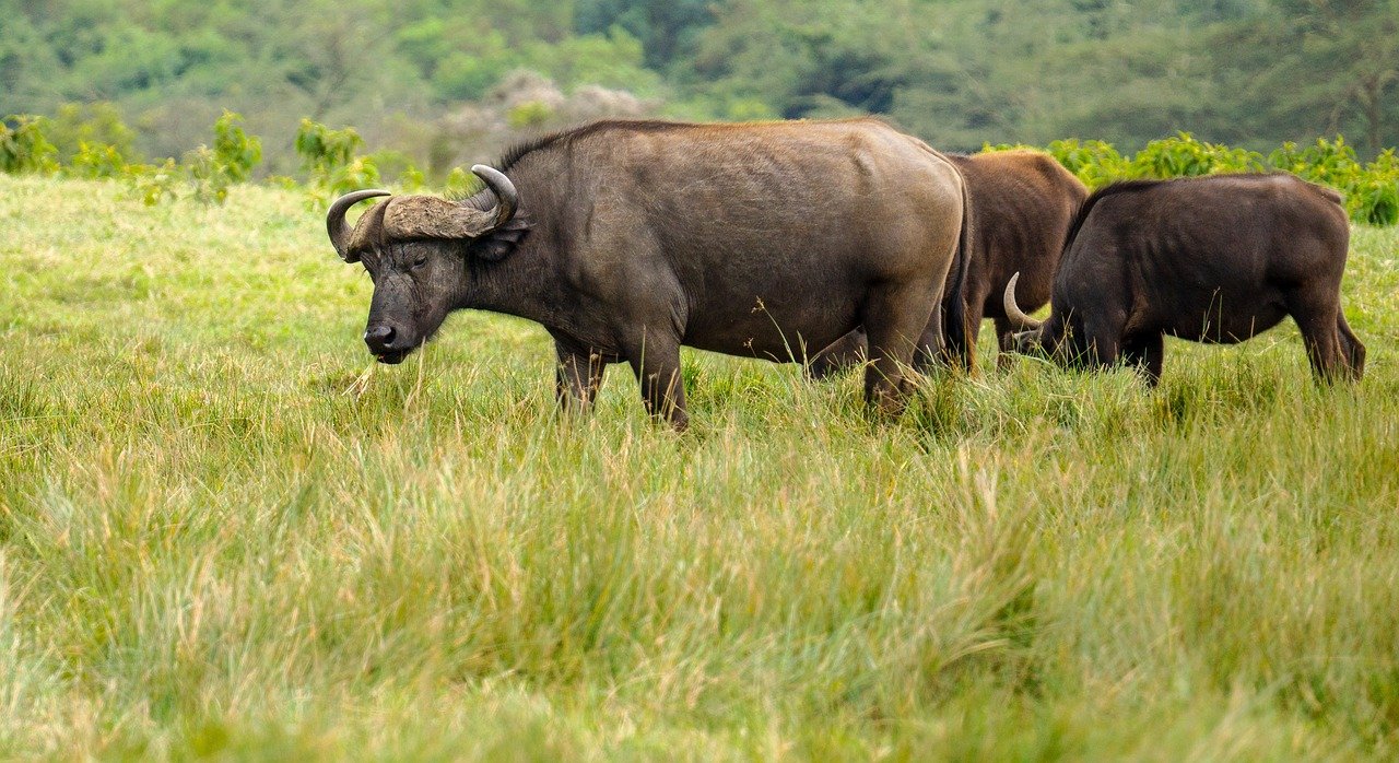 Arusha National Park & Lake Manyara Safari