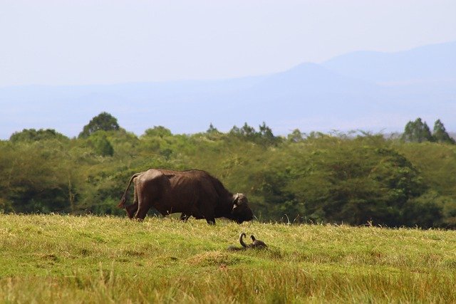Arusha National Park Day Safari