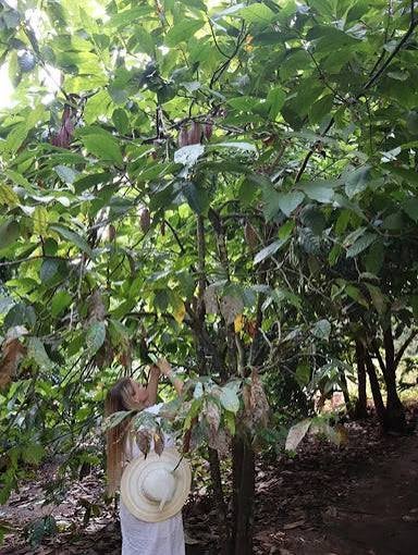 Materuni Waterfalls & Coffee Tour