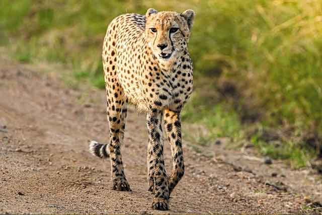 Arusha - Tarangire National park safaris - Image 3