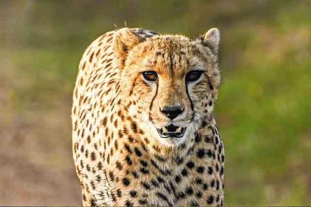 Arusha - Tarangire National park safaris - Image 2