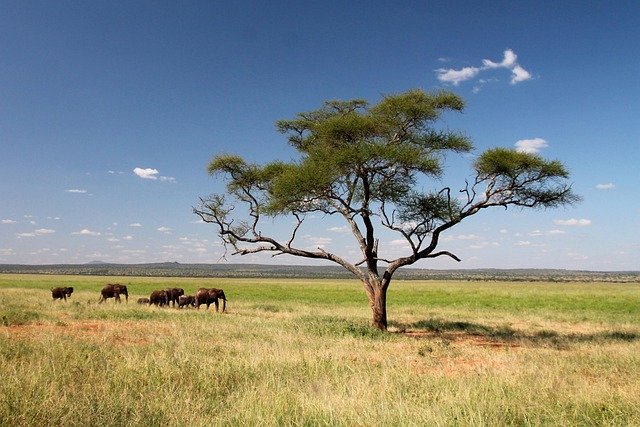Serengeti Day Tour - Image 1