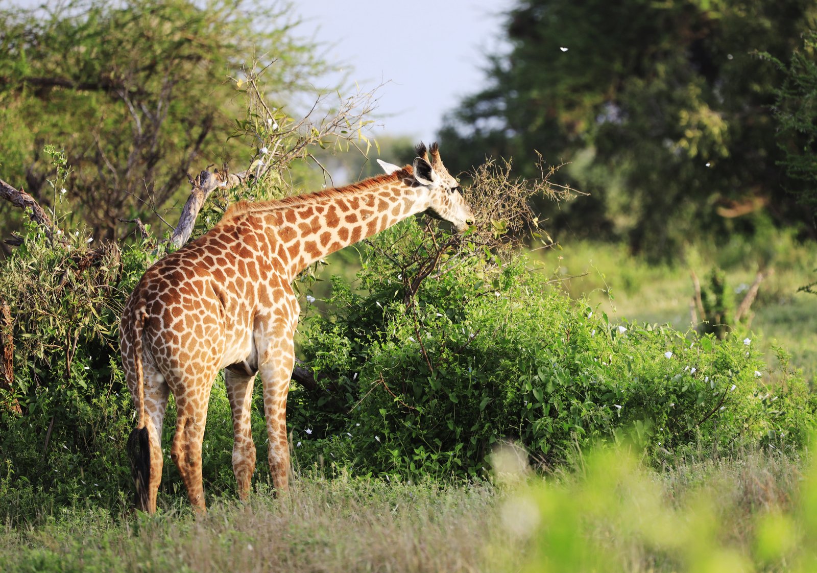 Lake Manyara National Park - Image 2