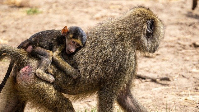 Lake Manyara National Park - Image 4