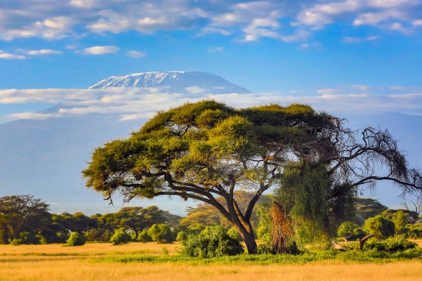 Arusha - Tarangire National park safaris