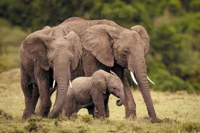 Serengeti Day Tour