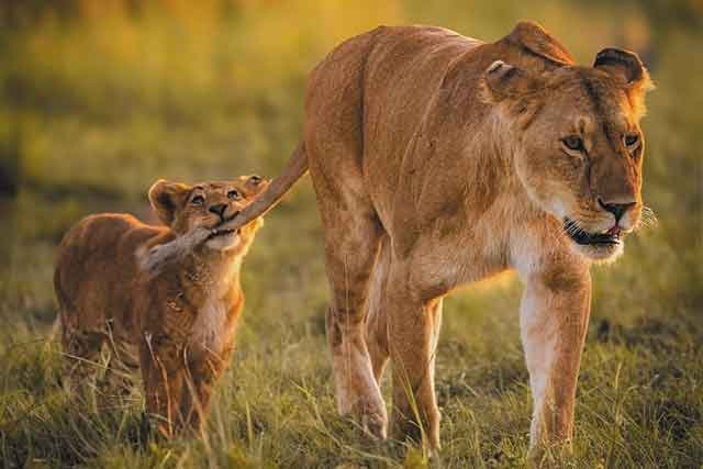 Lake Manyara National Park