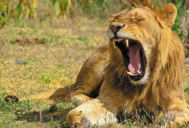 Lake Manyara National Park - Image 2