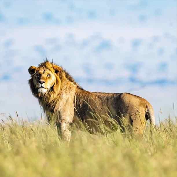 Lake Manyara & Serengeti Safari - Image 2