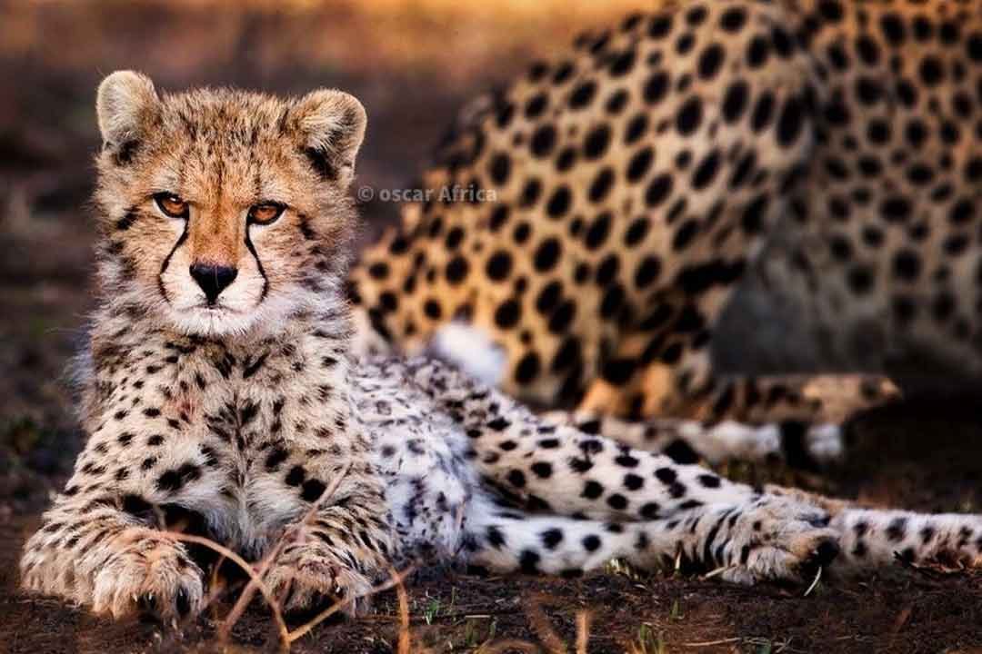 Lake Manyara, Tarangire - Ngorongoro Crater - Image 2