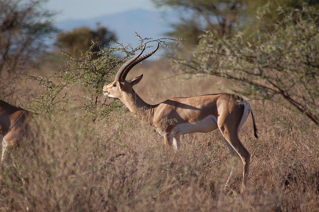 Best Serengeti - Ngorongoro Crater safaris - Image 2
