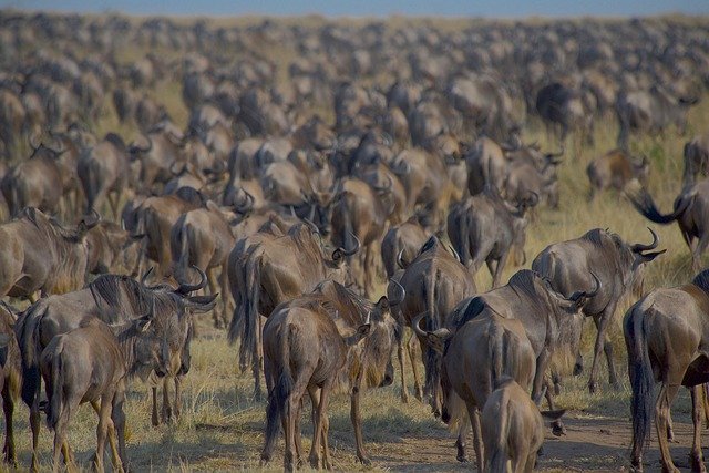 Arusha NP - Lake Manyara - Ngorongoro - Image 2