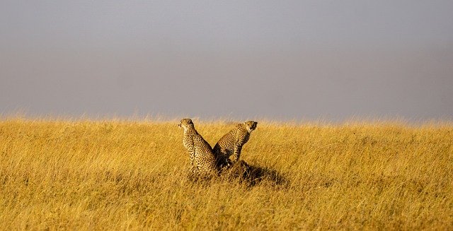 Arusha - Serengeti and Manyara Safaris