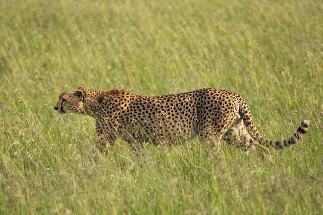 Tarangire and Serengeti National Park