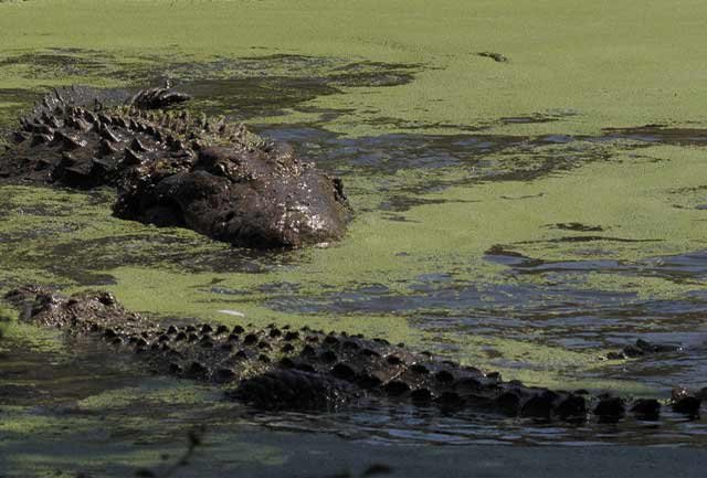 Tarangire and Serengeti National Park - Image 2