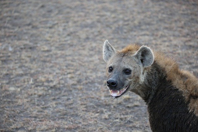 Arusha NP, Lake Manyara, Tarangire & Ngorongoro Crater - Image 2