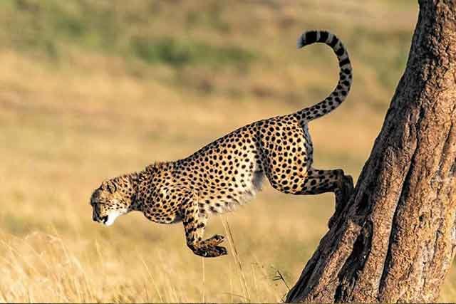 Tarangire - Ndutu Migration & Ngorongoro Crater Safari