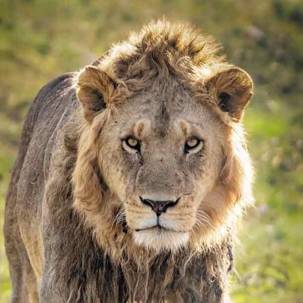 Arusha - Tarangire - Serengeti - Ngorongoro Tours