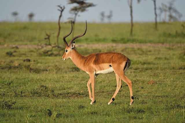 Arusha - Tarangire - Serengeti - Ngorongoro Tours - Image 2