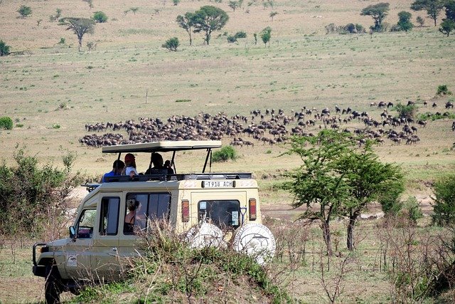 Arusha, Serengeti and Mikumi Safaris - Image 2