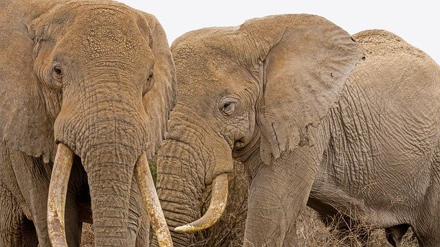 Mikumi & Ruaha National Park Safari