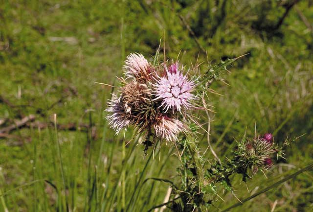 Mikumi & Ruaha National Park Safari - Image 2