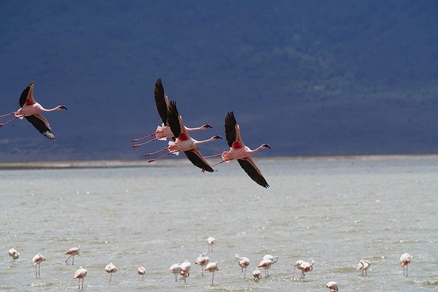 Lake Manyara, Ndutu, Serengeti, Ngorongoro Crater and Tarangire