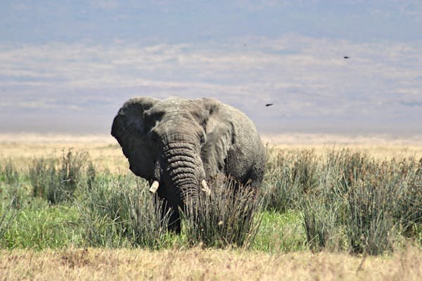 Lake Manyara, Ndutu, Serengeti, Ngorongoro Crater and Tarangire - Image 2