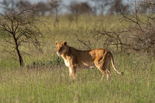 Arusha NP, Tarangire, Manyara, Serengeti, Ngorongoro and Materuni Falls