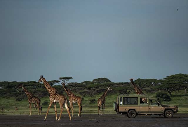 Arusha NP, Tarangire, Manyara, Serengeti, Ngorongoro and Materuni Falls - Image 2