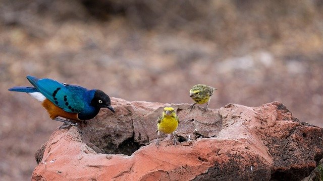 Manyara, Ndutu, Serengeti, Ngorongoro & Tarangire Safaris - Image 2