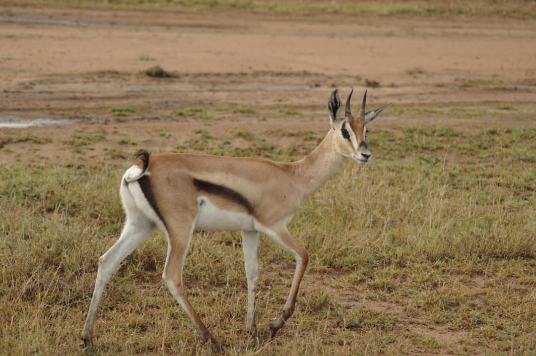 Saadani National park safaris