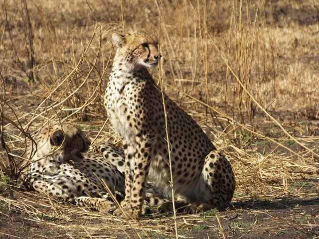 Saadani National park safaris - Image 2