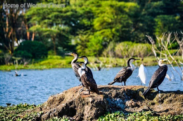 Best Lake Natron Safaris