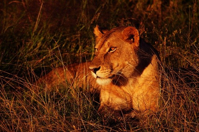 Classic tour - Arusha, Tarangire, Lake Manyara, Serengeti, Ngorongoro Crater safaris